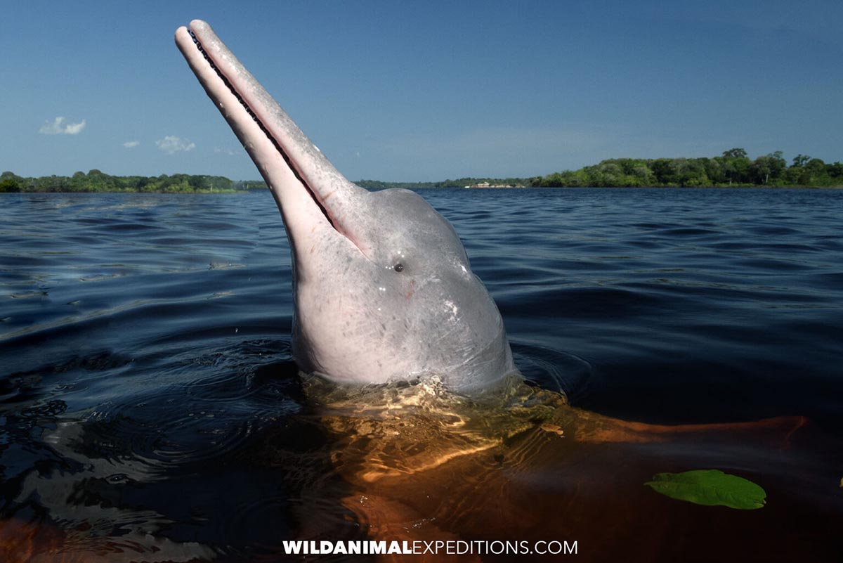 Snorkeling with Pink Dolphins in the Amazon River, Brazil.