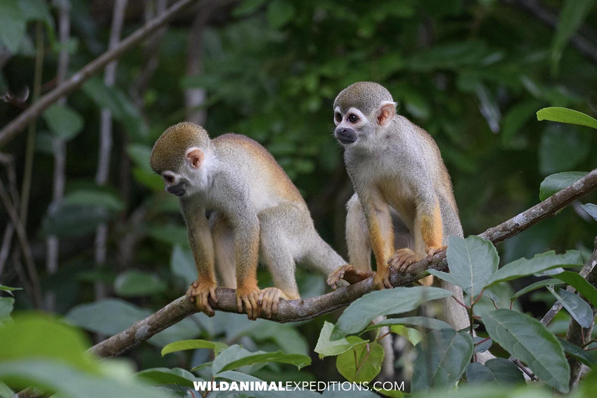 Photographing Squirrel Monkeys on an Amazon Adventure.