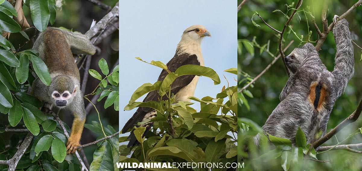 Photographing wildlife in the Amazon.