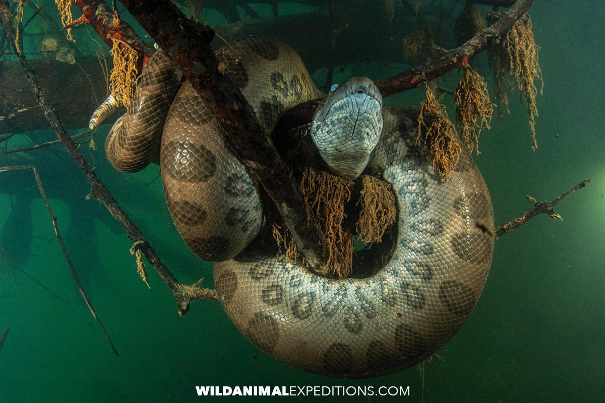 Giant Anaconda Diving in Brazil.