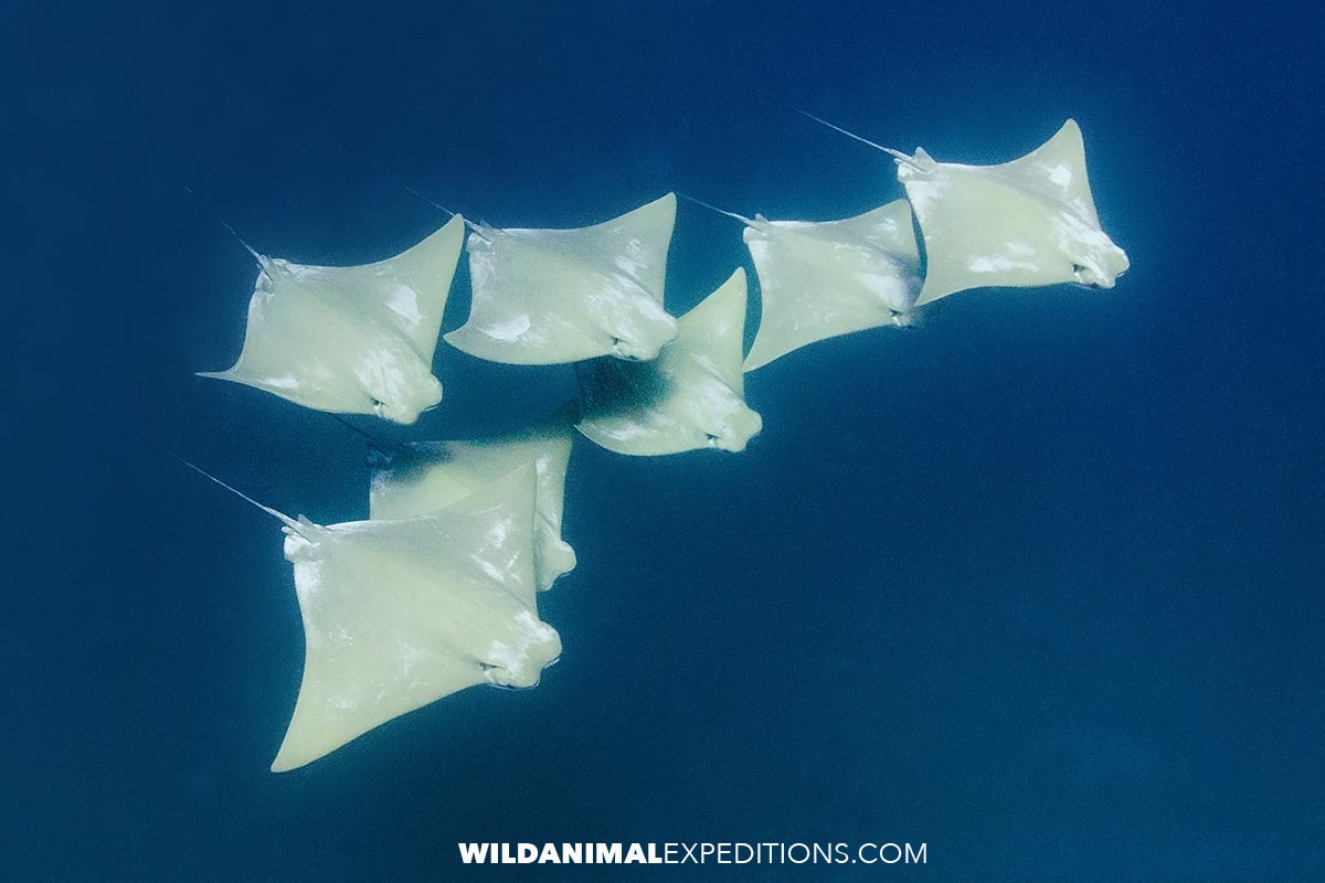 Atlantic cownose rays filmed during a whale shark snorkeling tour.