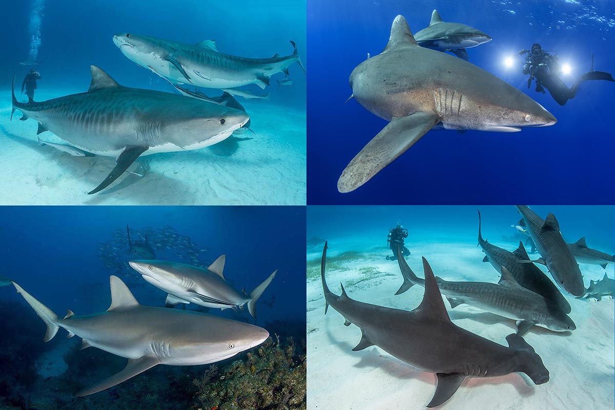 Tiger sharks, great hammerheads, and oceanic whitetip shark diving.
