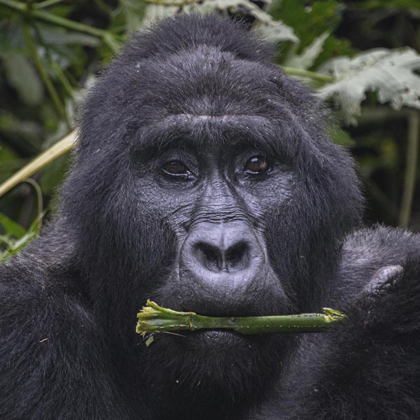 Terrestrial Big Animal Adventures