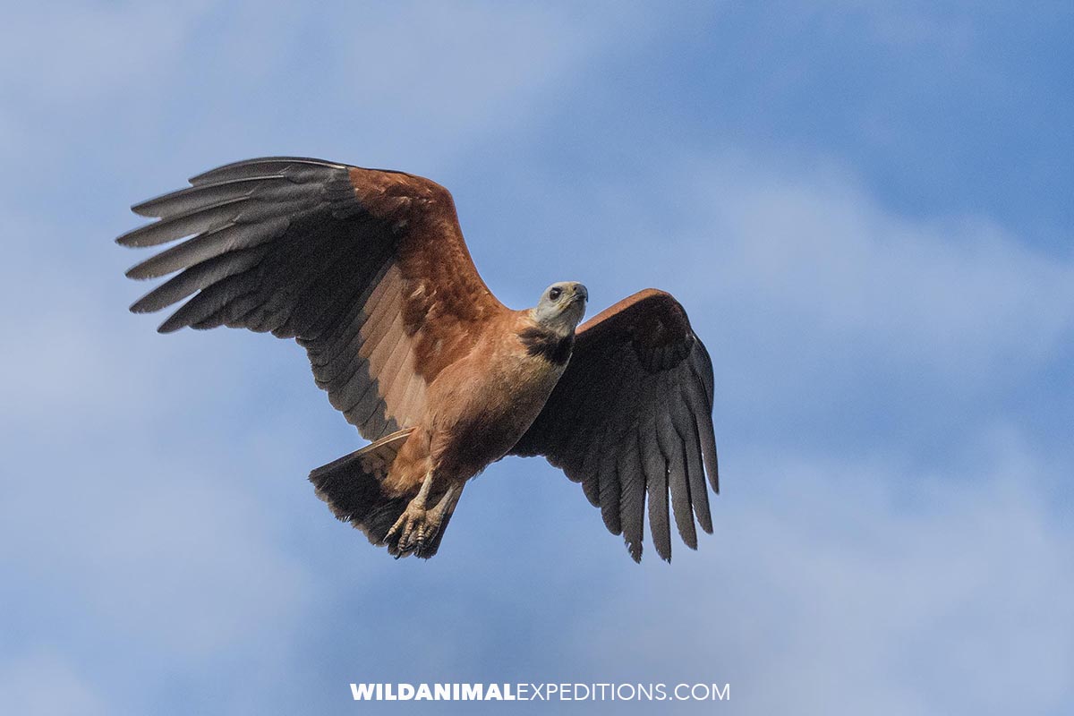 Black collared hawk photographed on an Amazon Adventure.