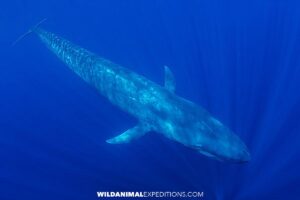 An enormous blue whale streaks by underwater in Timor.