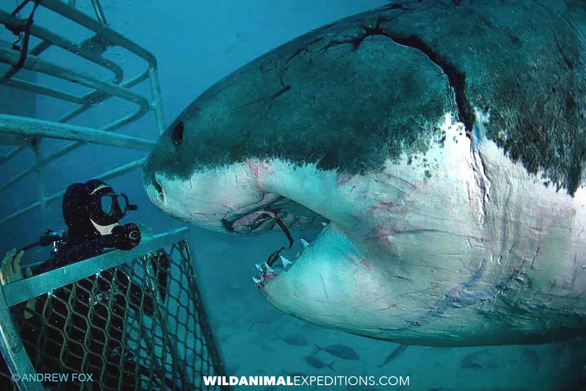 Great White Shark diving.