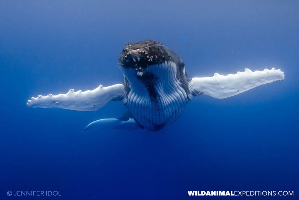 Humpback whale with arms open wide underwater in Rurutu.