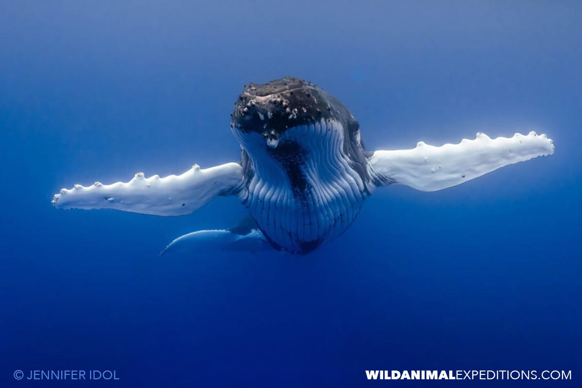 Humpback whale with arms open wide underwater in Rurutu.