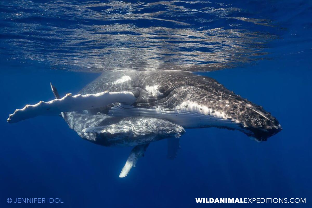 Swimming with a humpback whale mother and calf i Rurutu, FP.