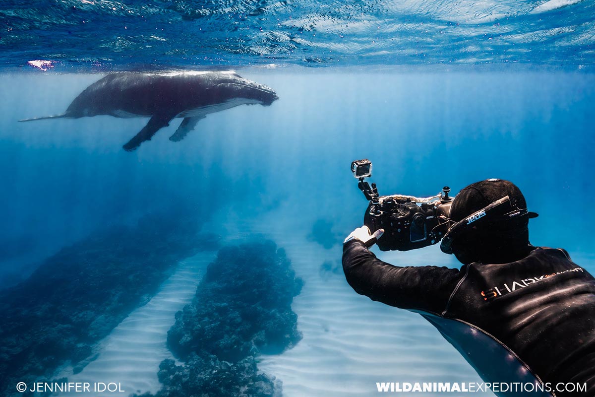 Free diving with Humpback Whales in French Polynesia.
