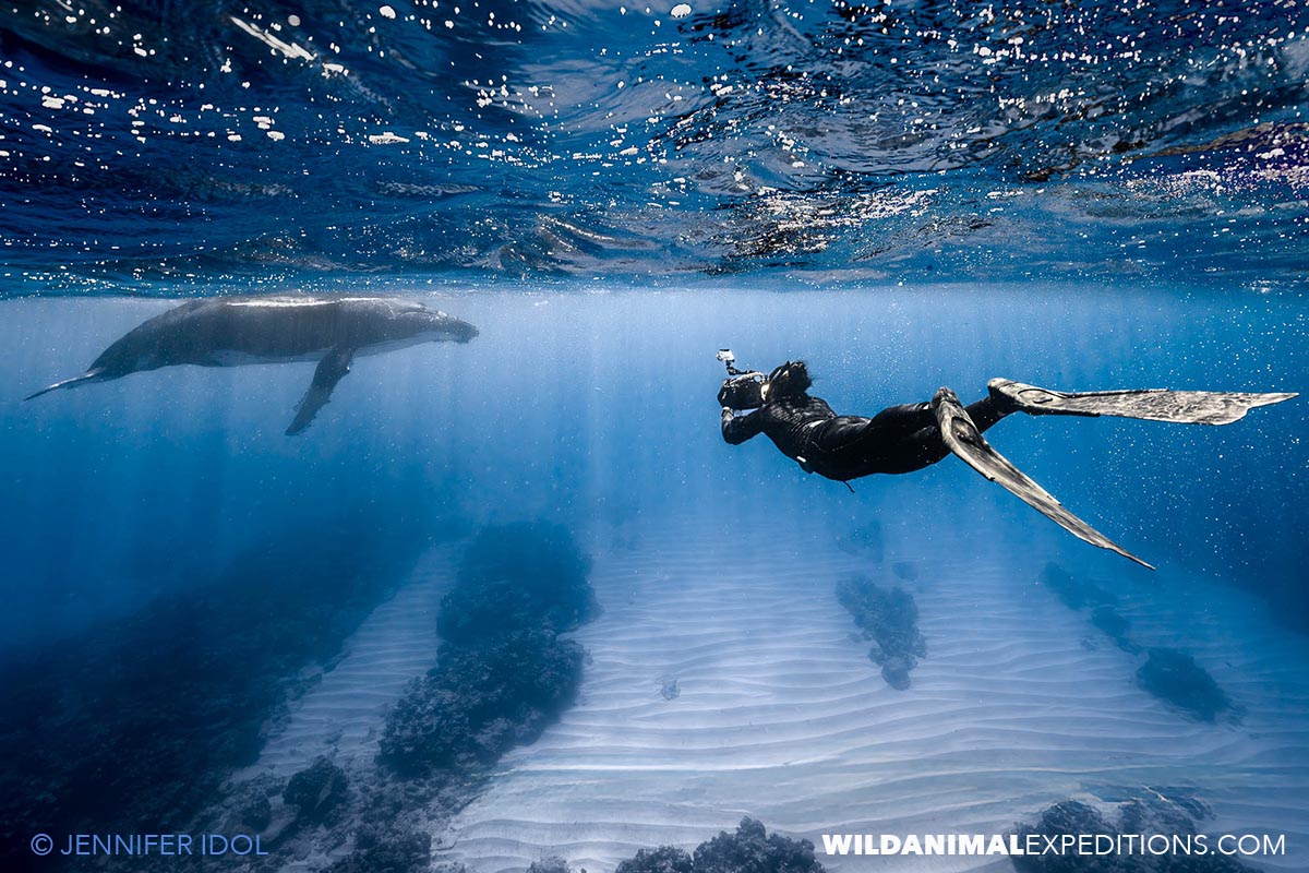 A snorkeler swimming underwater with humpback whales.
