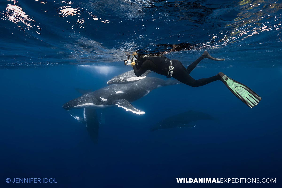 Humpback whale trip in Rurutu.
