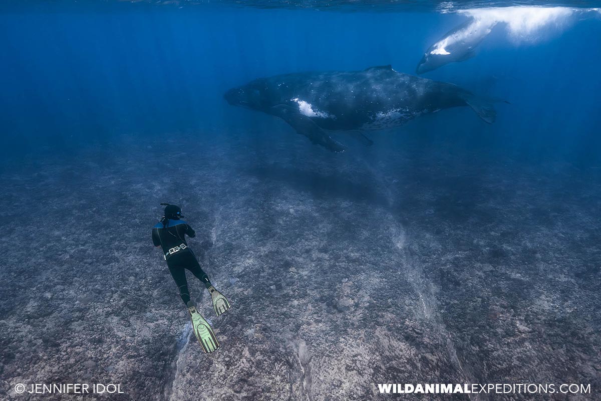 Swimming with Humpbacks in Rurutu.