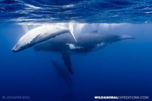 Humpback whales tour in Rurutu.