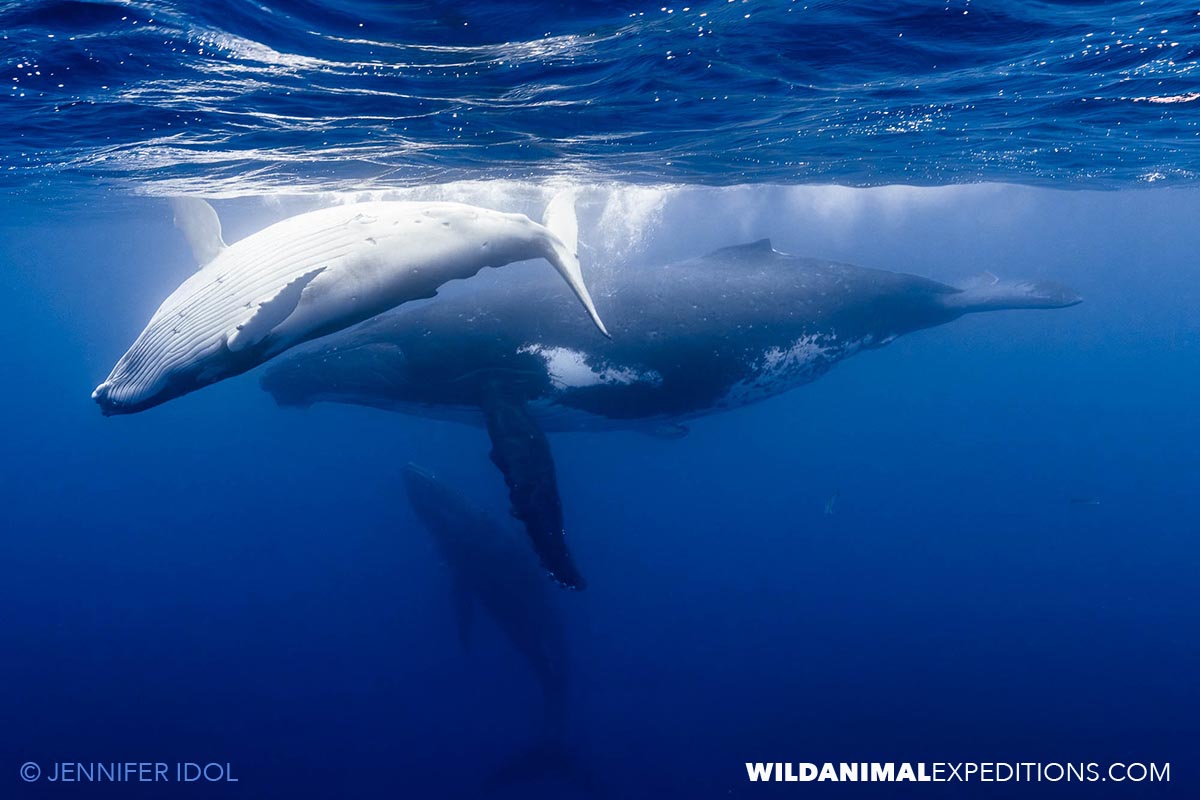 Humpback whales tour in Rurutu.