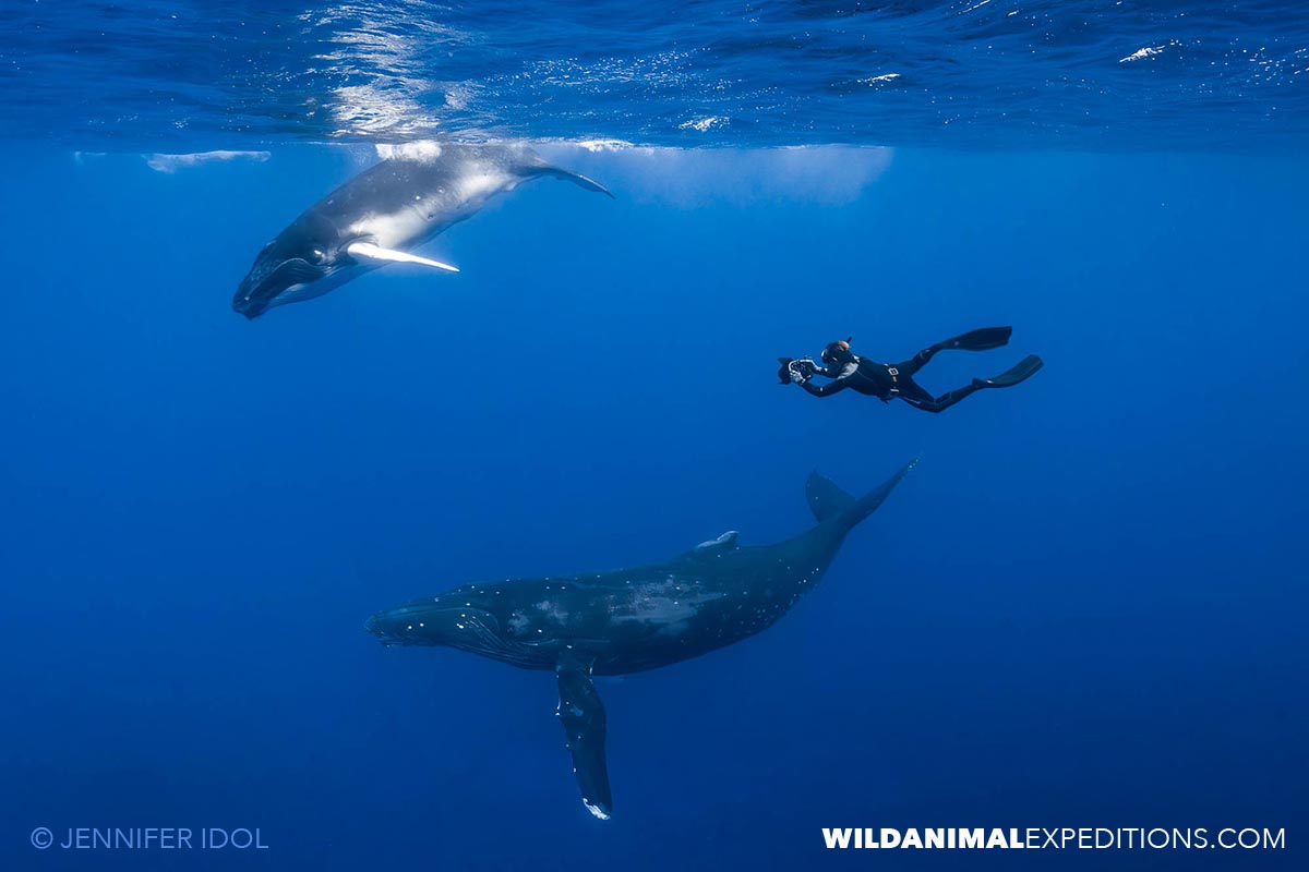 Humpbacks underwater in Rurutu.