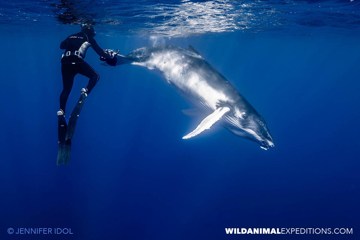 Swimming with Humpback Whales in Rurutu.
