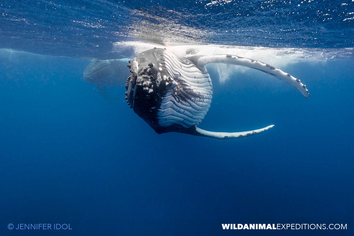 Humpbacks in Rurutu.