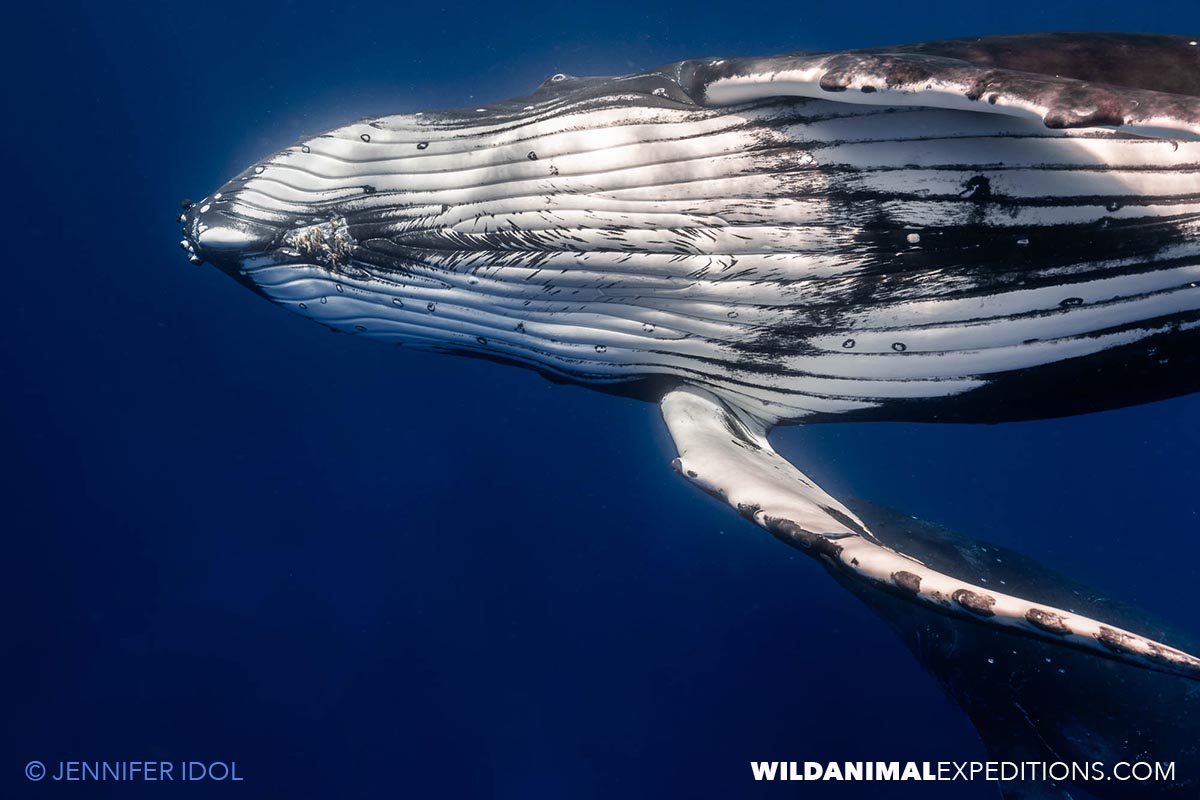 Swimming with Humpback Whales in the clear waters of Rurutu.
