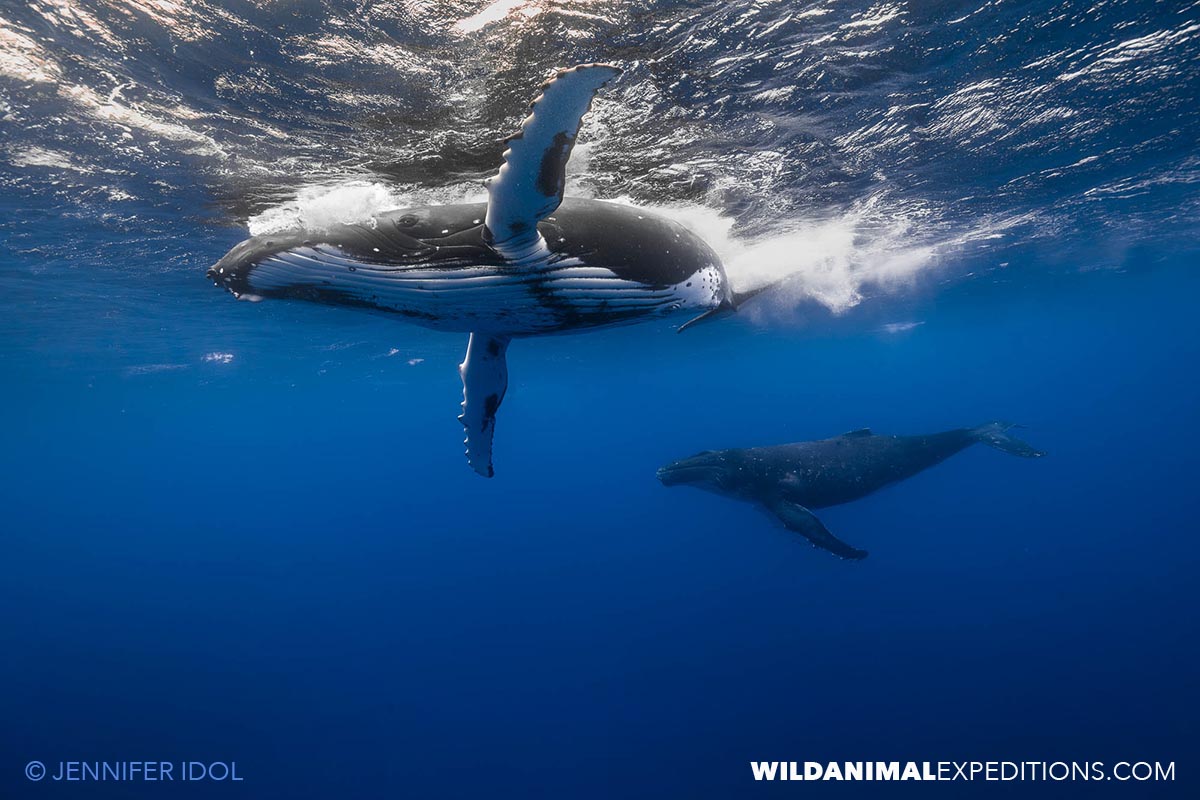Swimming with Humpbacks in Rurutu.