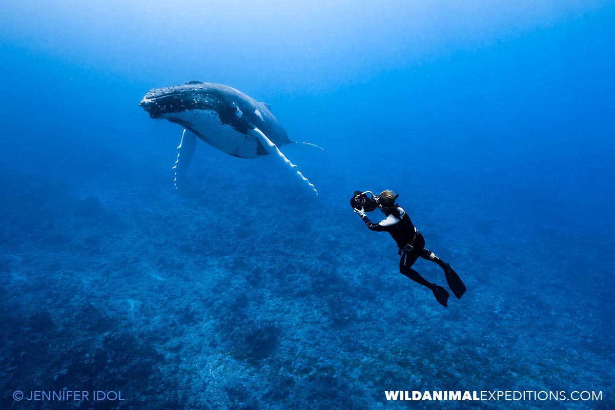 Swimming with Humpback Whales in Rurutu.