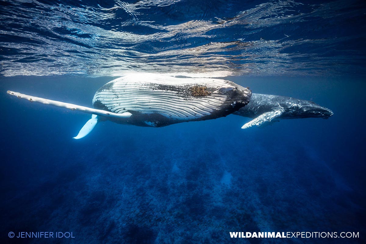 Humpback Whales in Rurutu.