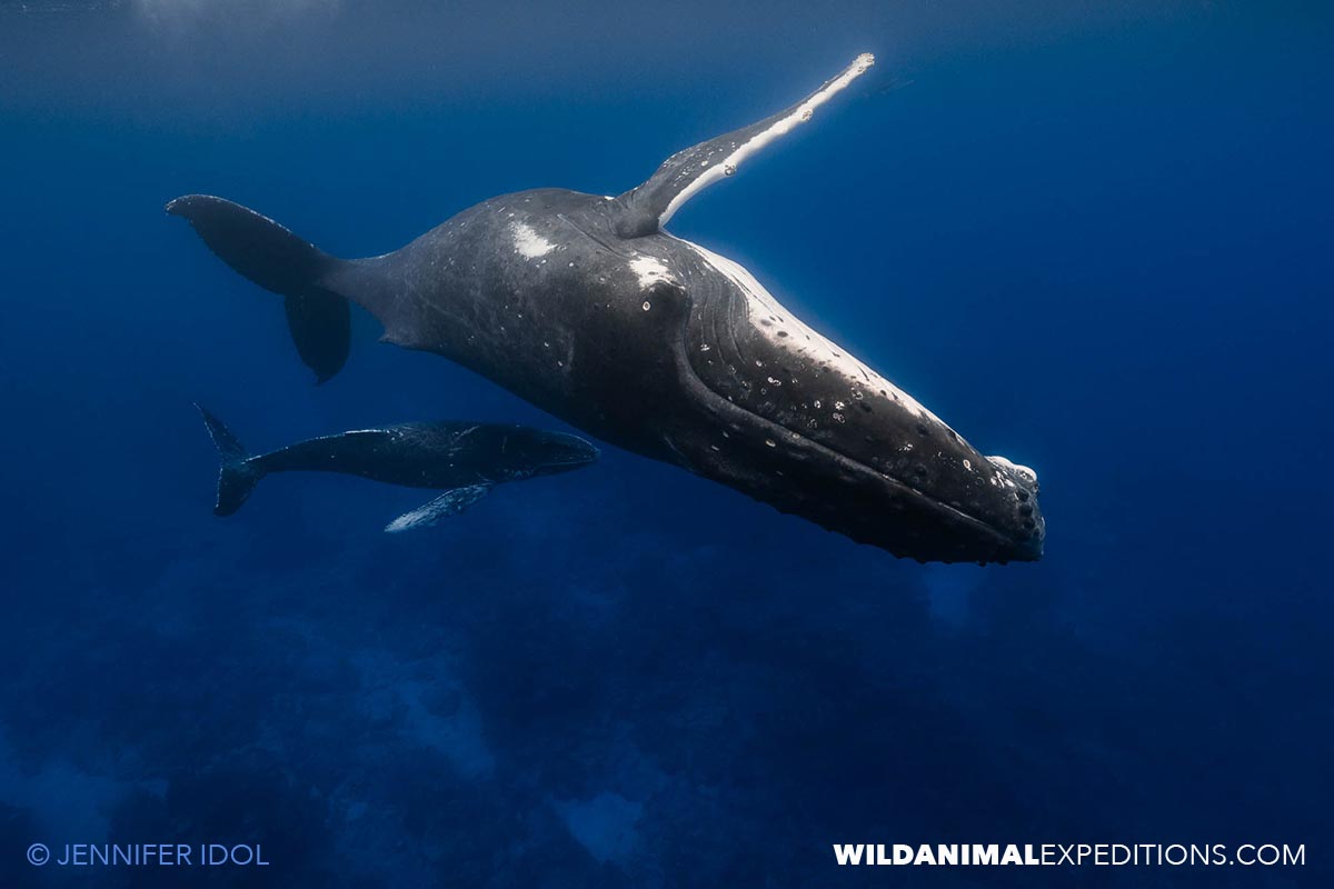 Humpback Whales in Rurutu.