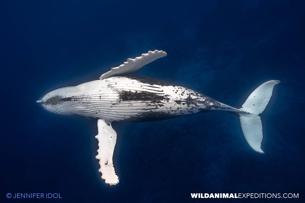 Humpback Whale in Rurutu.
