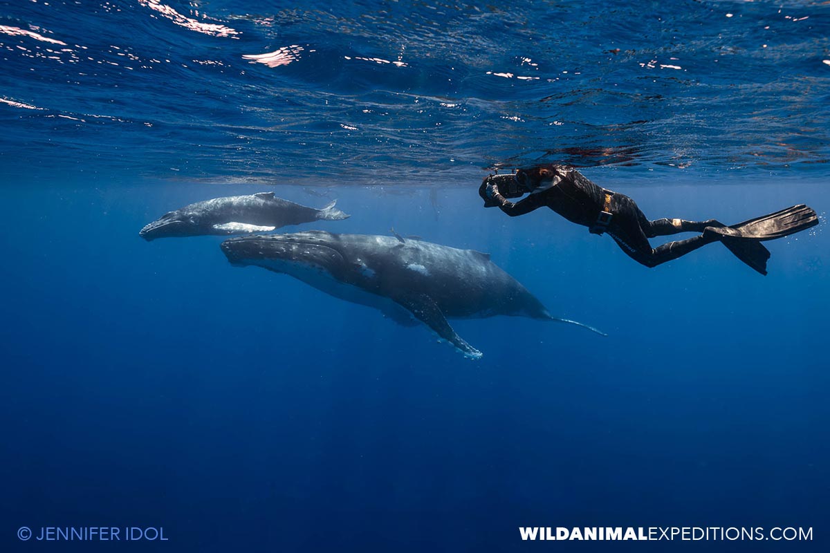Swimming with a family of humpback whales in French Polynesia.