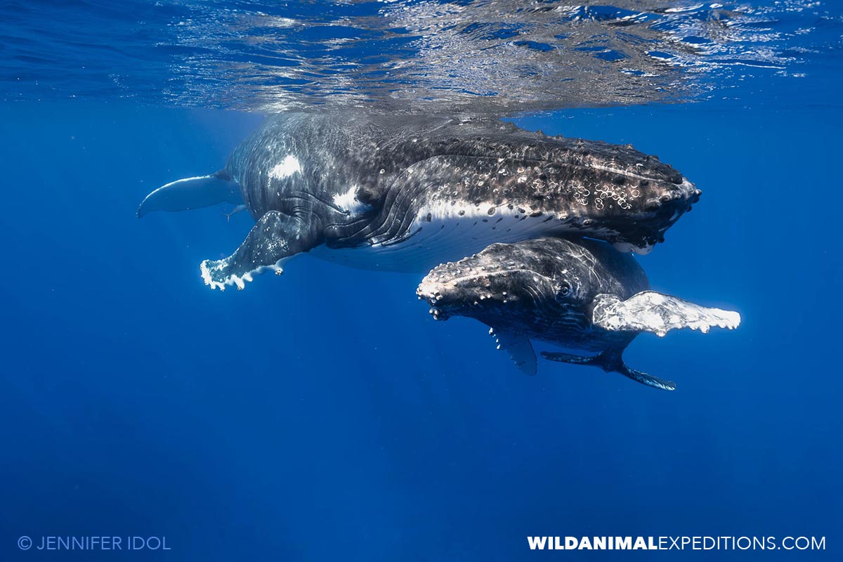 Mother and calf Humpback Whales in the clear waters of Rurutu.