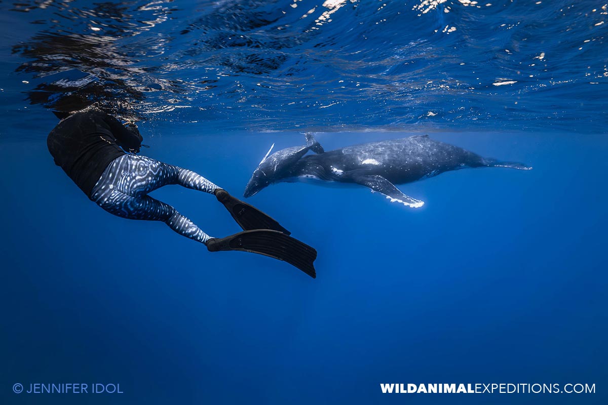Swimming with a family of humpback whales in French Polynesia.