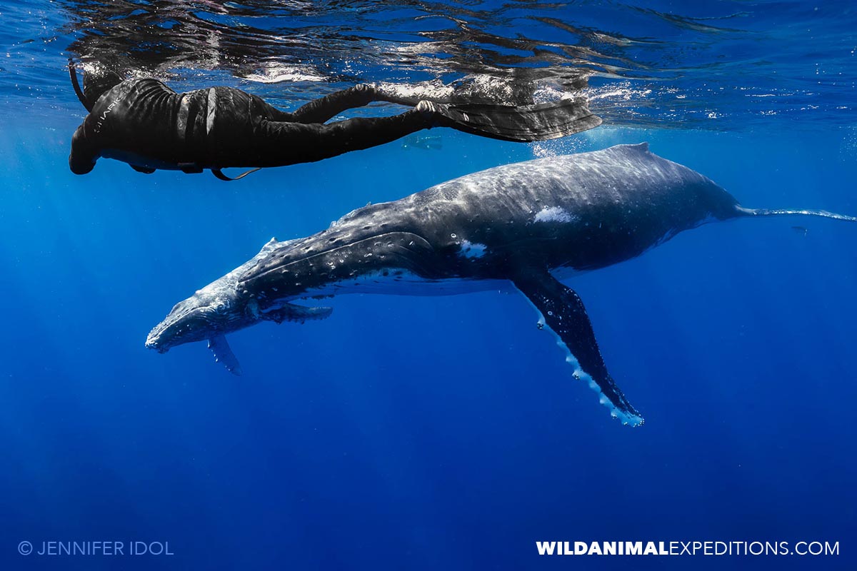 Swimming with a family of humpback whales in French Polynesia.