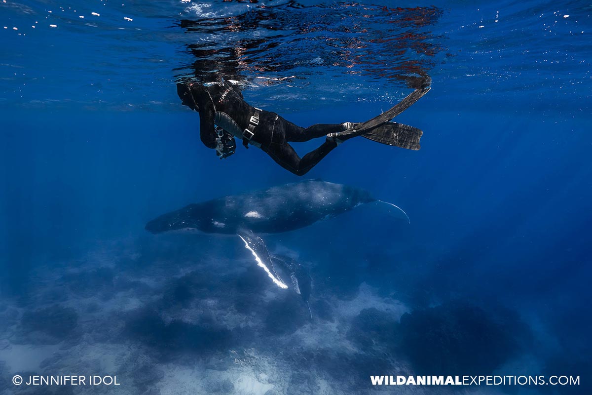 Humpback Whale encounter in Rurutu.