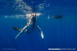 Humpback Whale encounter in Rurutu.