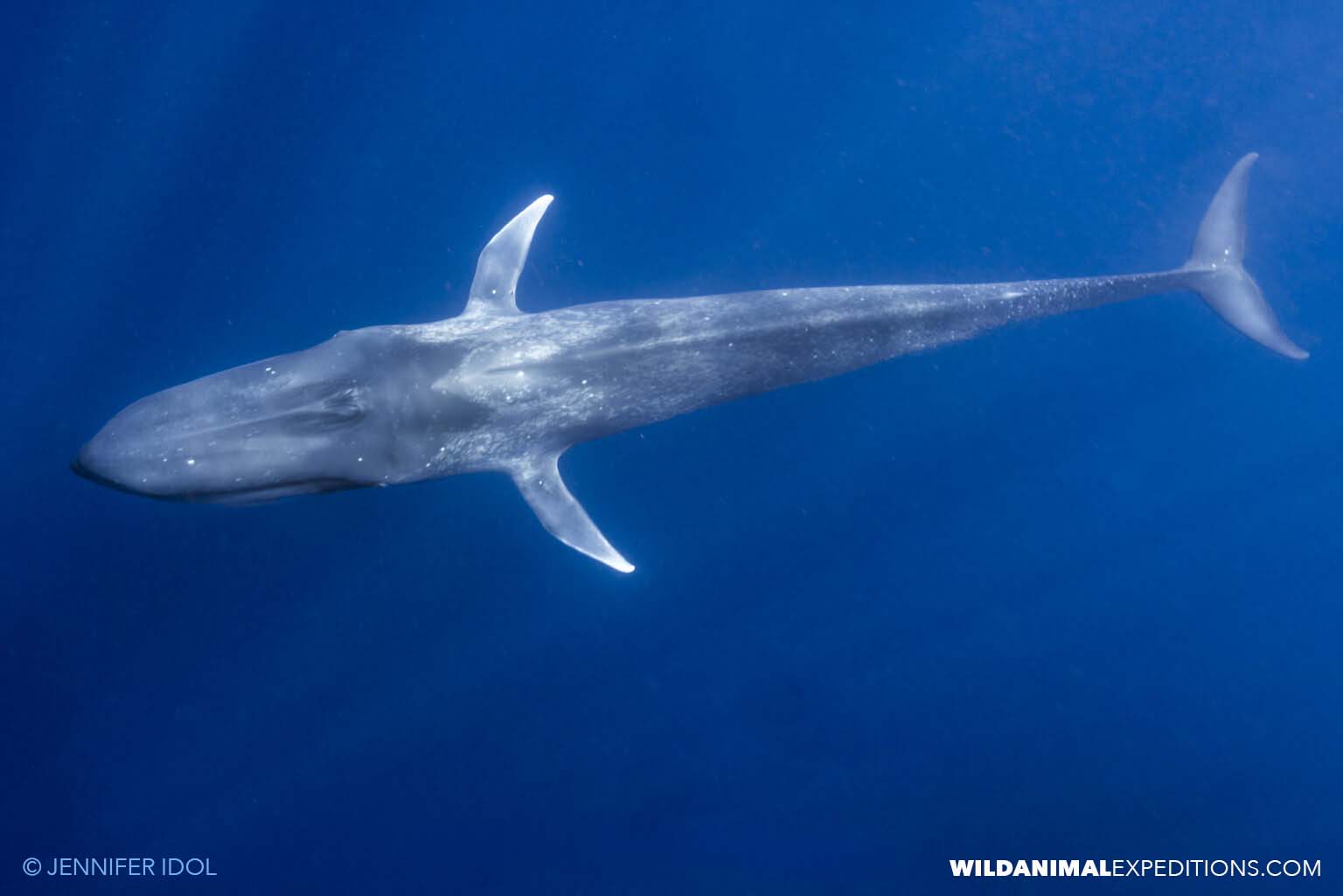Swimming with blue whales.