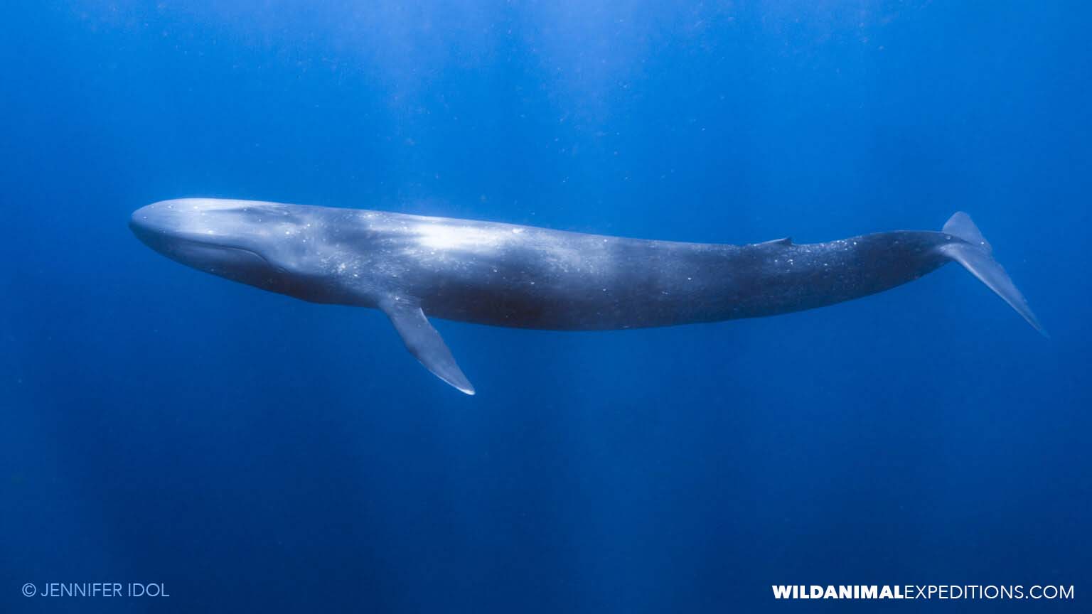 Wild Animal Expeditions. Snorkeling with Blue whales tour.