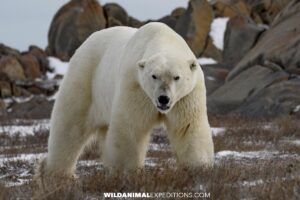 Massive Polar Bear on our photography tour in Churchill.
