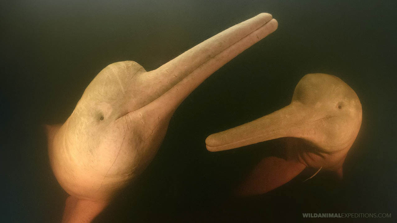 Snorkeling with Pink Dolphins in the Amazon.