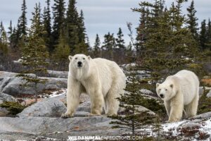Polar Bears in Polar Bear Alley in Churchill.