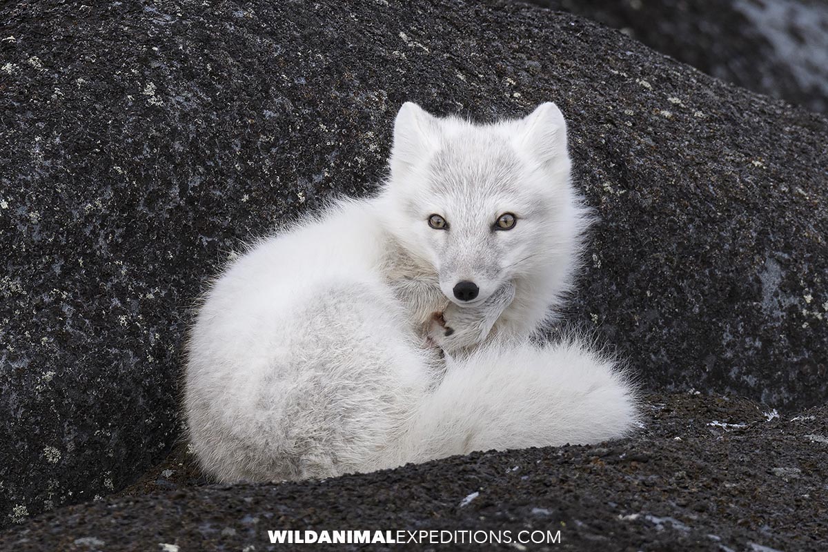 Polar bear photography tour. Arctic Fox in Churchill, Canada.