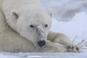 Polar bear in Churchill, Canada.