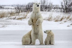 Momma polar bear standing on hind legs.