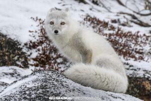 A beautiful arctic fox on the tundra filmed during Wild Animal Expeditions' polar bear photography tour.