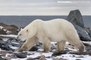 Polar Bear on the beach in Churchill.