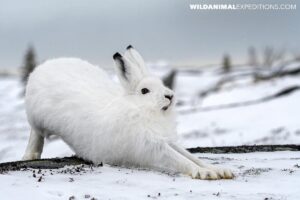 Polar bear photography tour. Arctic hare in Churchill, Canada.