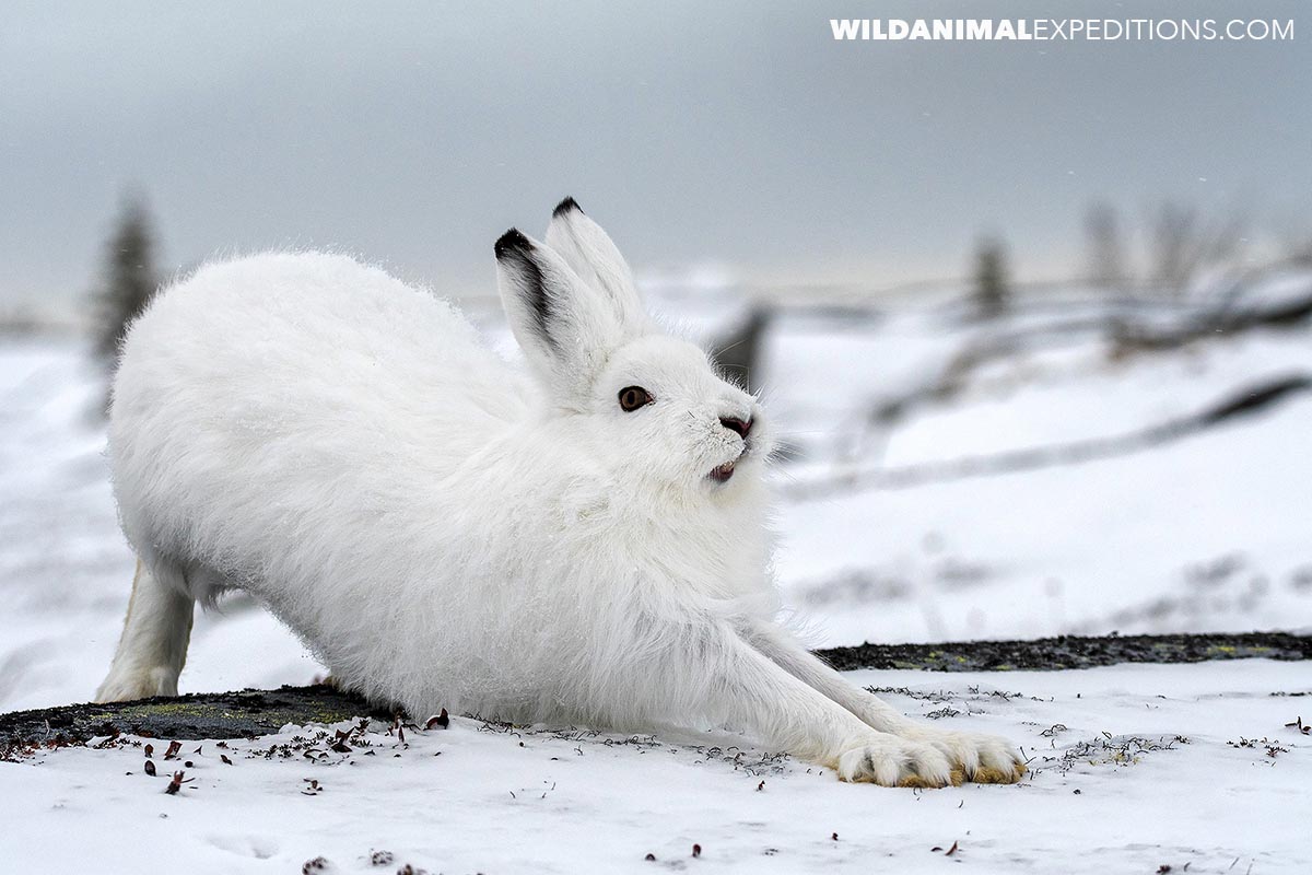 Polar bear photography tour. Arctic hare in Churchill, Canada.