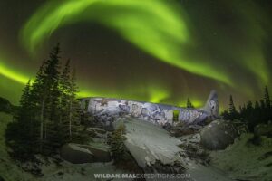Polar bear photography tour. Watching auroras at night in Churchill, Canada.