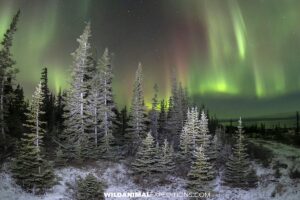 Aurora Borealis or Northern Lights seen during a Polar Bear watching tour in Churchill.