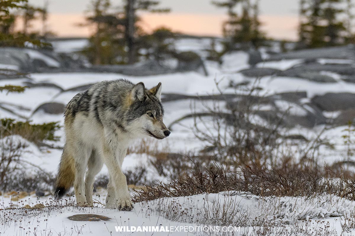 Grey Wolf seen on a Polar Bear Watching Tour in Churchill.