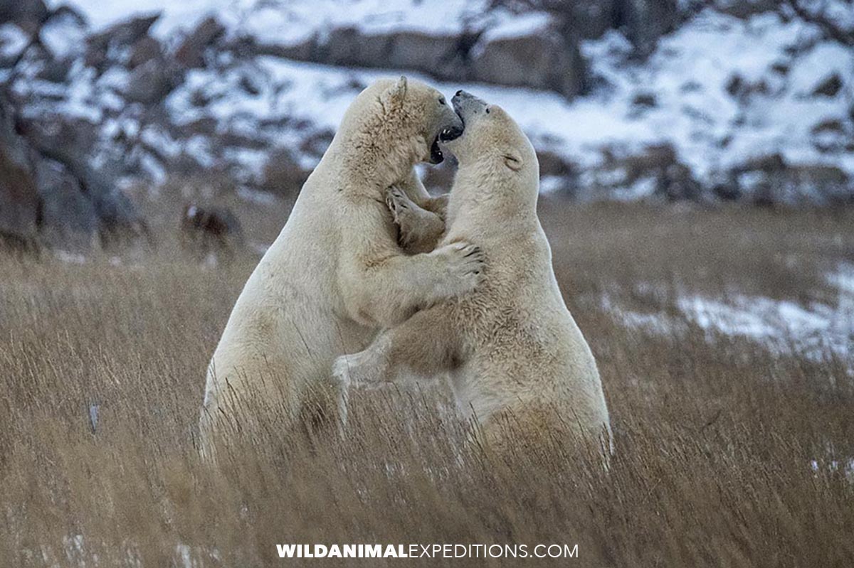 Polar Bears Sparring on the tundra.